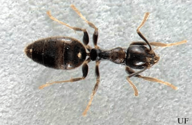 White footed ant