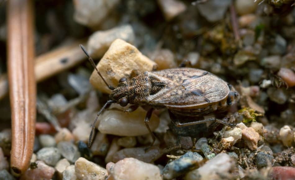 Chinch bug on rocks