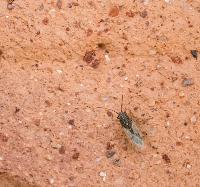 Chinch bug on a clay pot