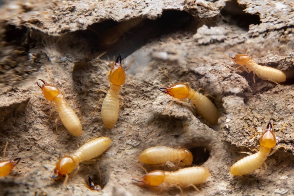 Termites like wood and feed on it.