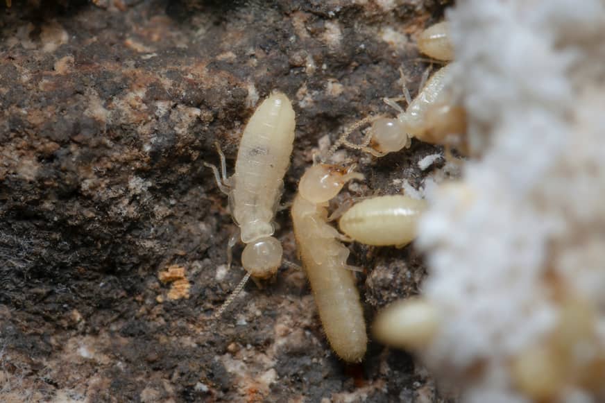 Termites look like white ants but cause more destruction.