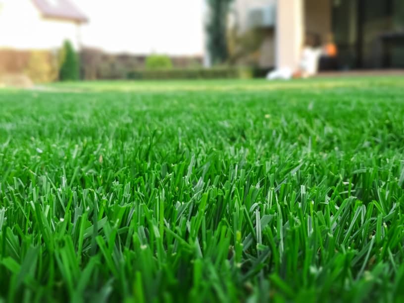 Keep your grass thick and healthy with the right lawn fertilizer.