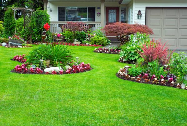 Choose native plants for a green landscaping.