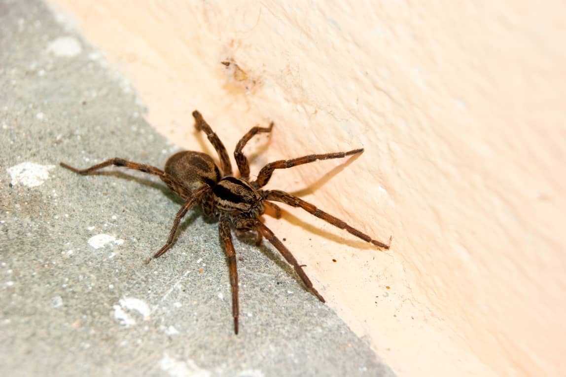 light up brown spider