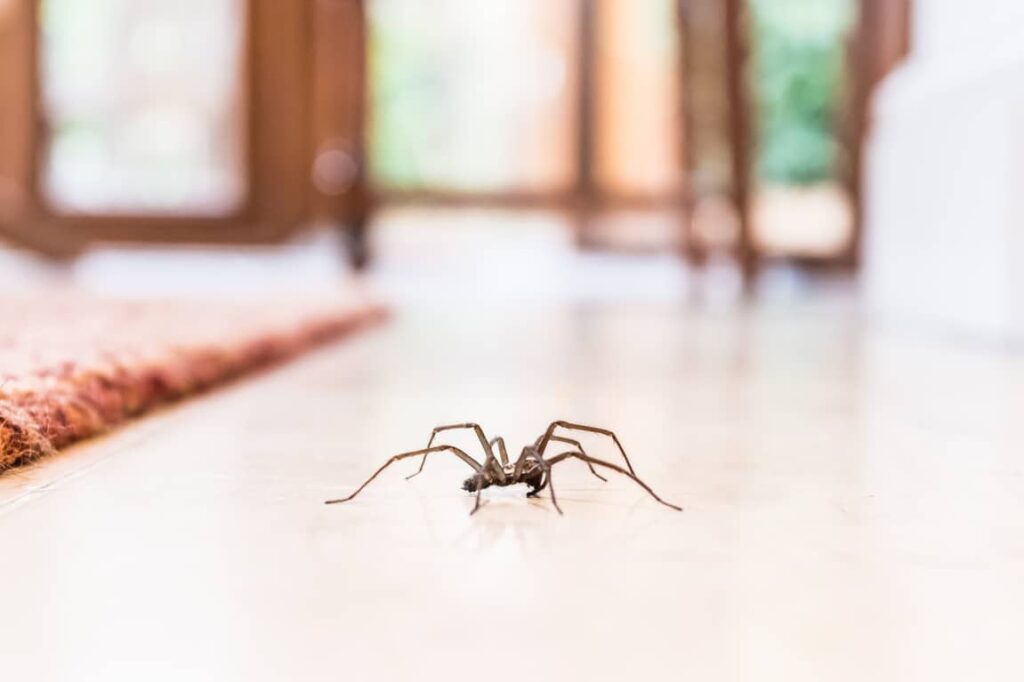 Spider in a home looking for food.