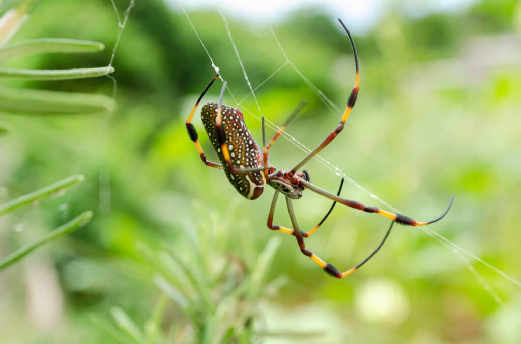 Spider making a web outside during the light hours.