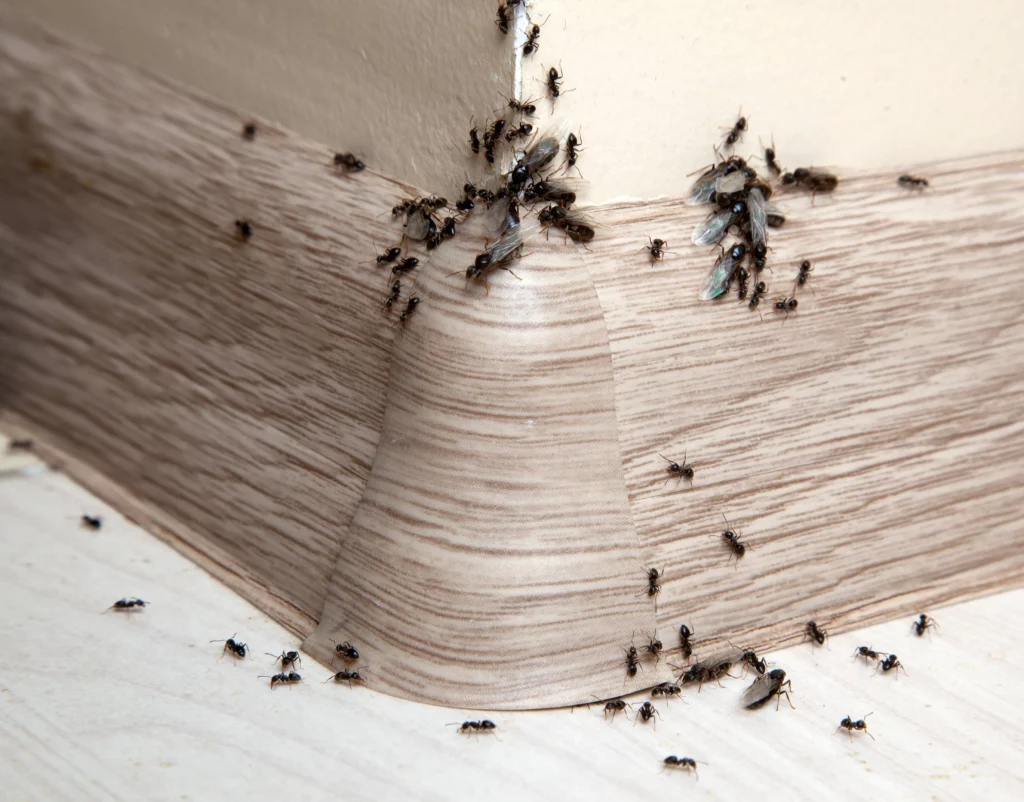 What deals attracts ants