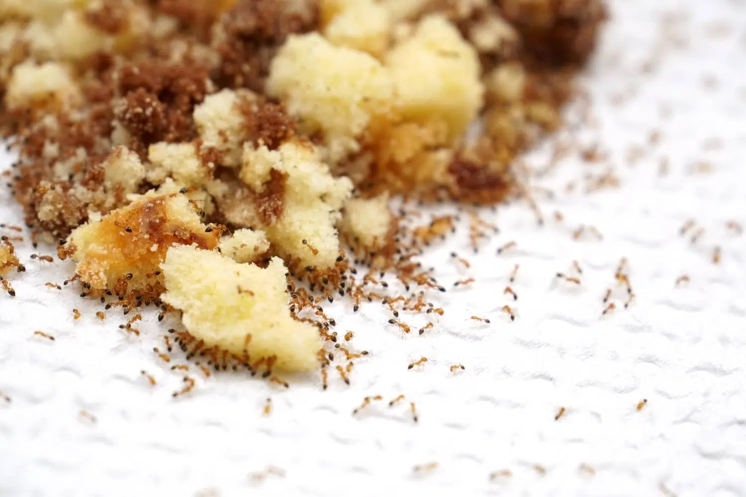 Ants love any type of human food. Cake is just one of many foods they will consume.