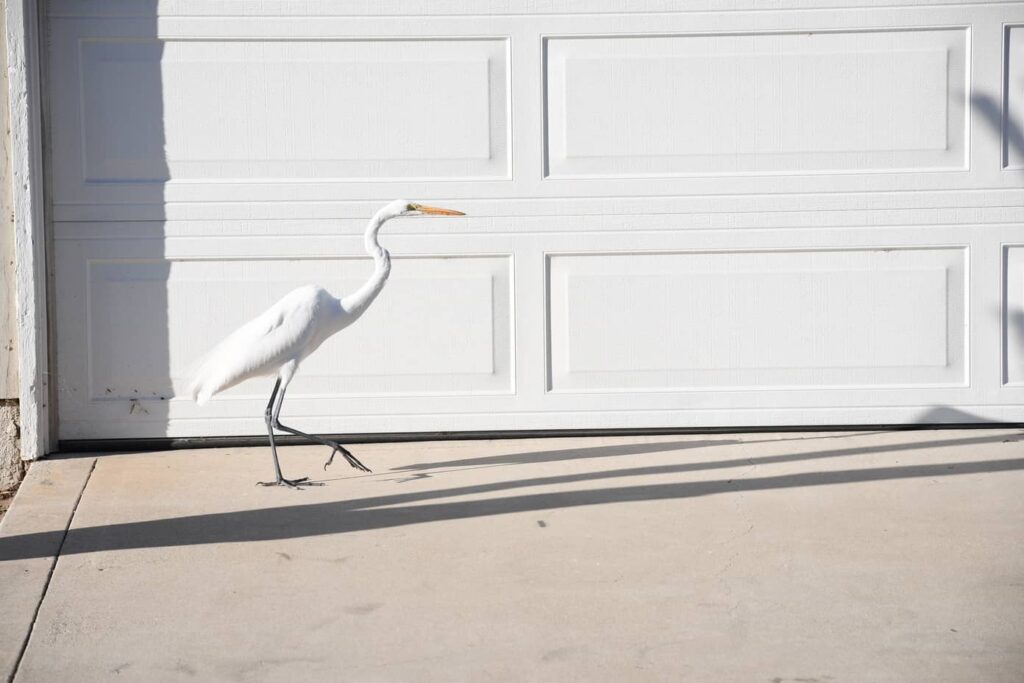 Keeping your garage door close will ensure you keep birds out of your garage.