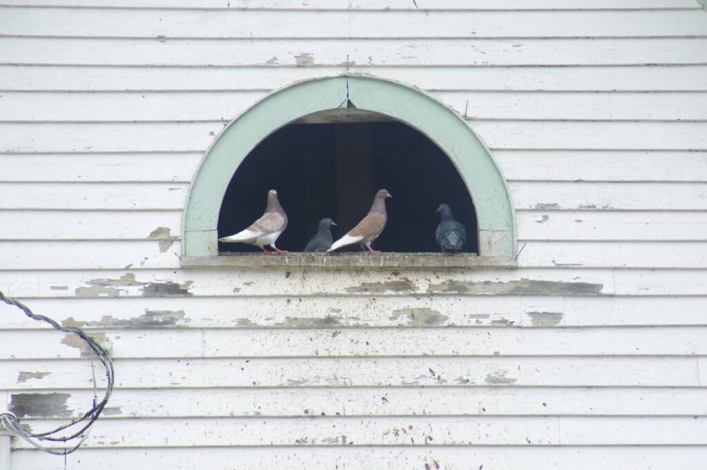 Keep all birds out of your home by ensuring all openings are closed.