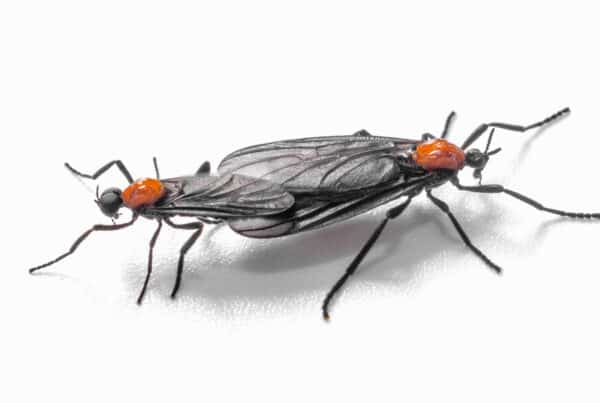 Florida love bugs are a nuisance and should be eradicated.