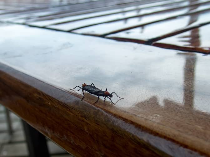 Lovebugs love the water and moisture while they mate.