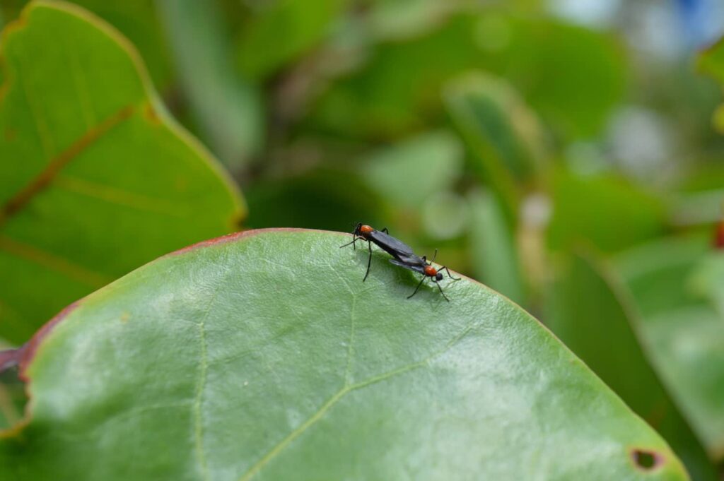 Love bugs are a nuisance but not often a threat to their surroundings. 