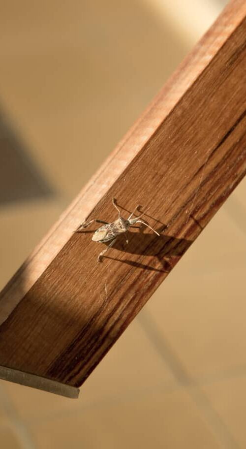 Stink bug on a table leg in a home.