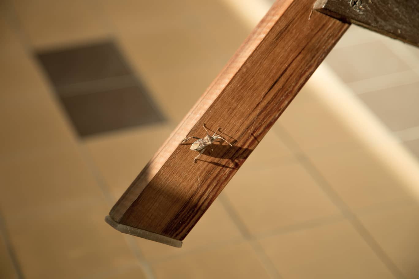 Stink bug on a table leg in a home.