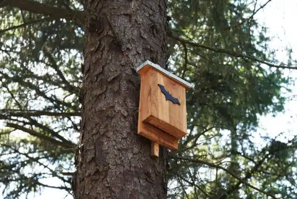 Build bat houses to keep them away from your house.