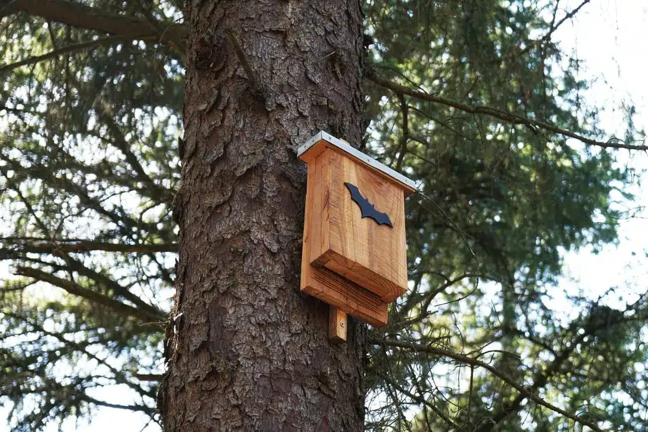 Build bat houses to keep them away from your house.