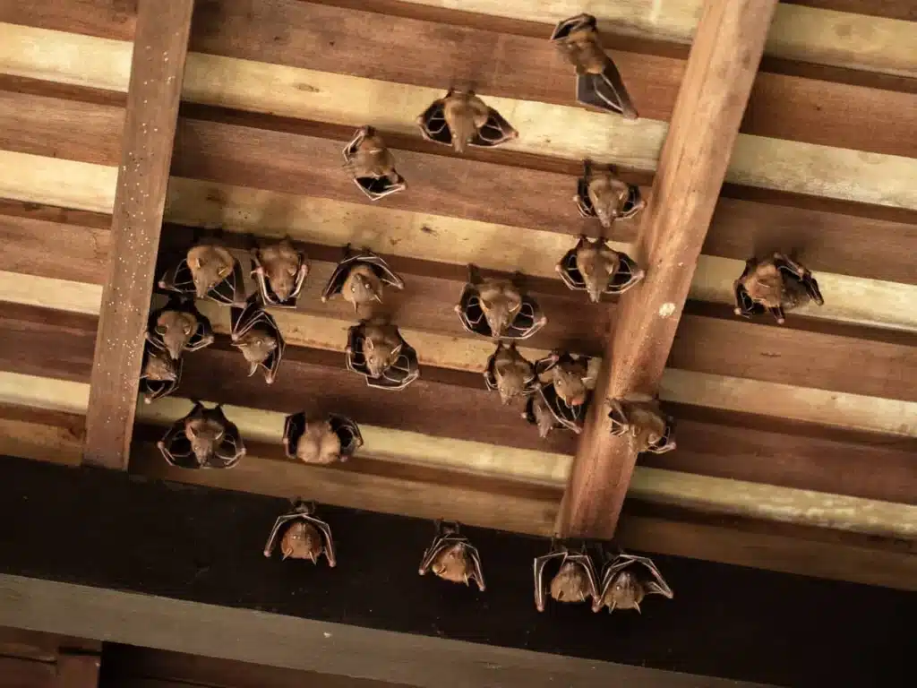 Call pest control immediately to have bats removed from your home. 