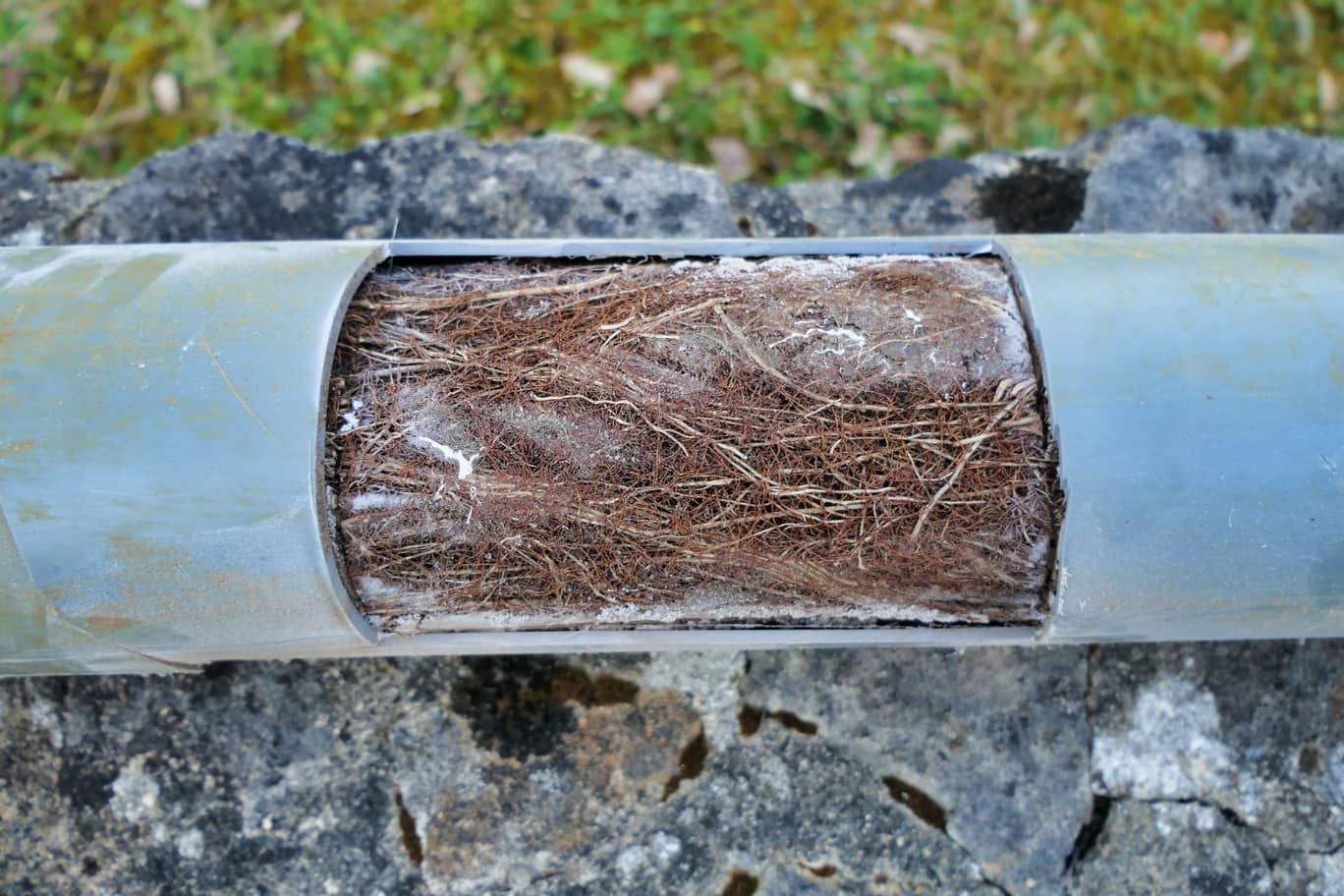 Roots in shop drain