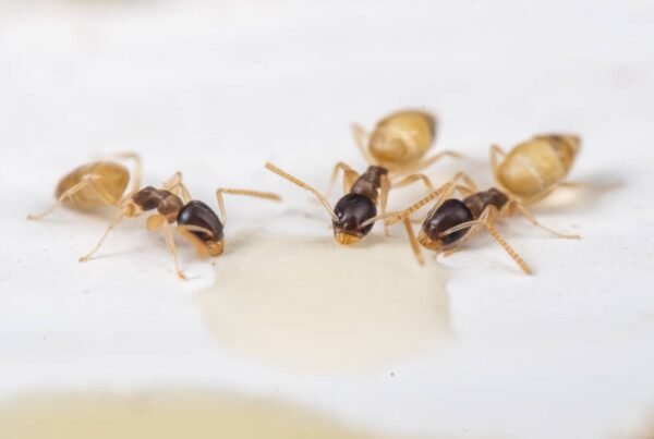 Ghost ants eating food