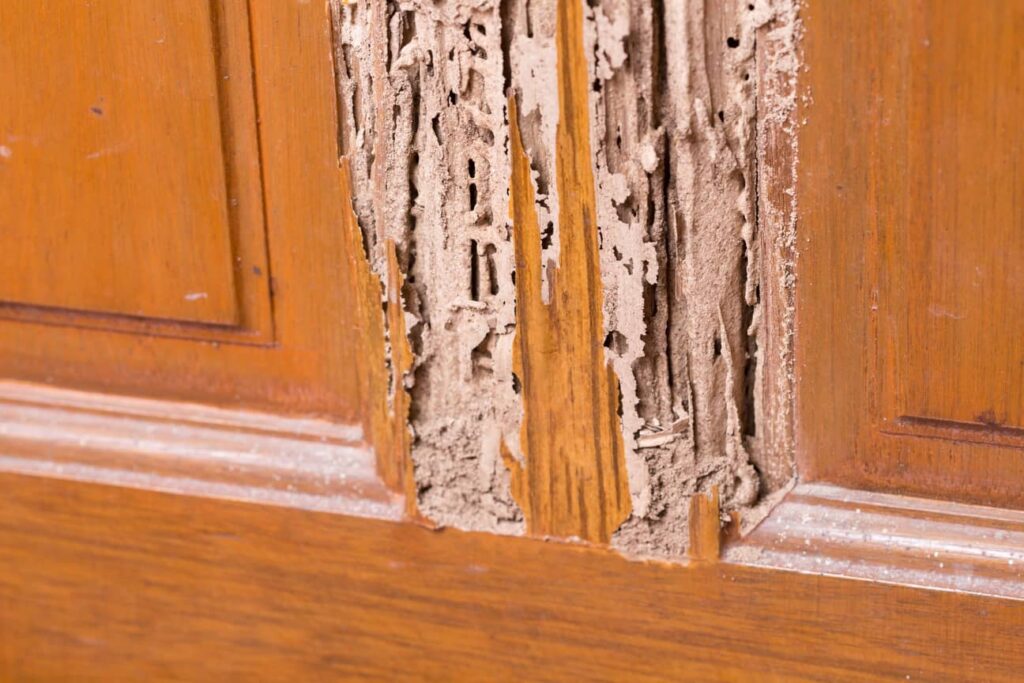 Mud tunnels made by termites cause hollow wood in the home. 