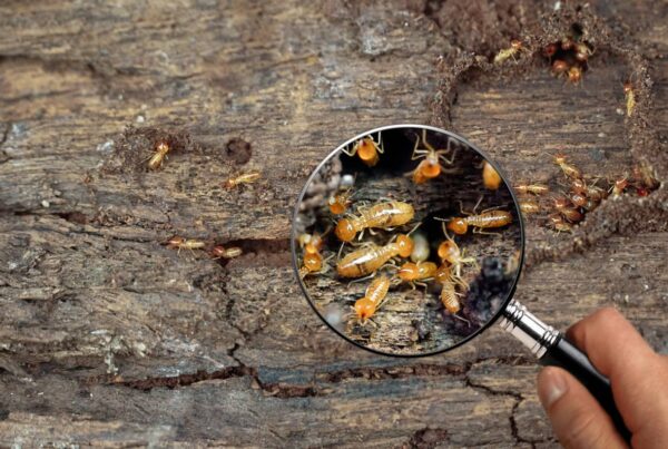 Termites on wood