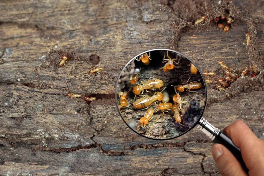 Termites on wood