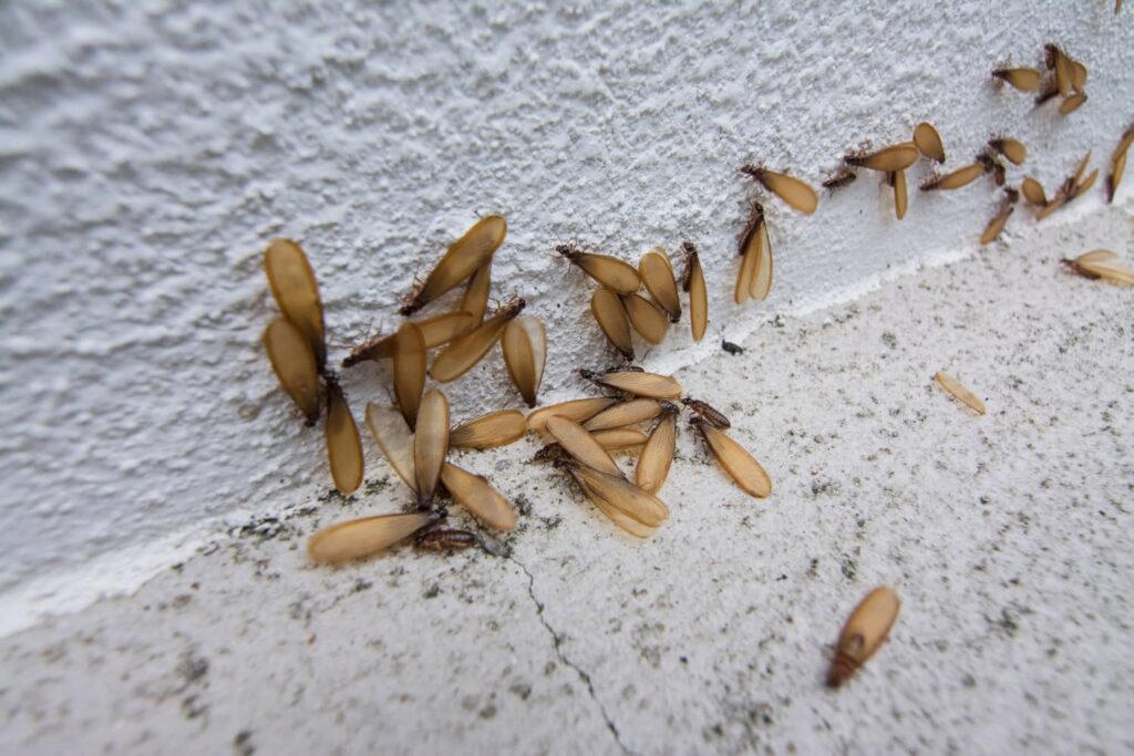 Termites with wings can be identified with the human eye. 