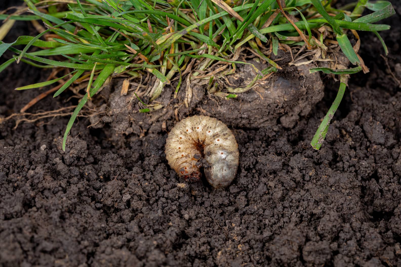 Grubs in dirt