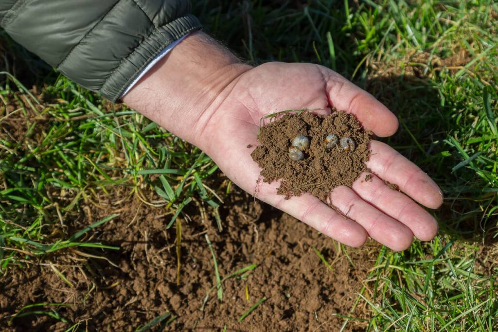 Grubs in the soil cause damage