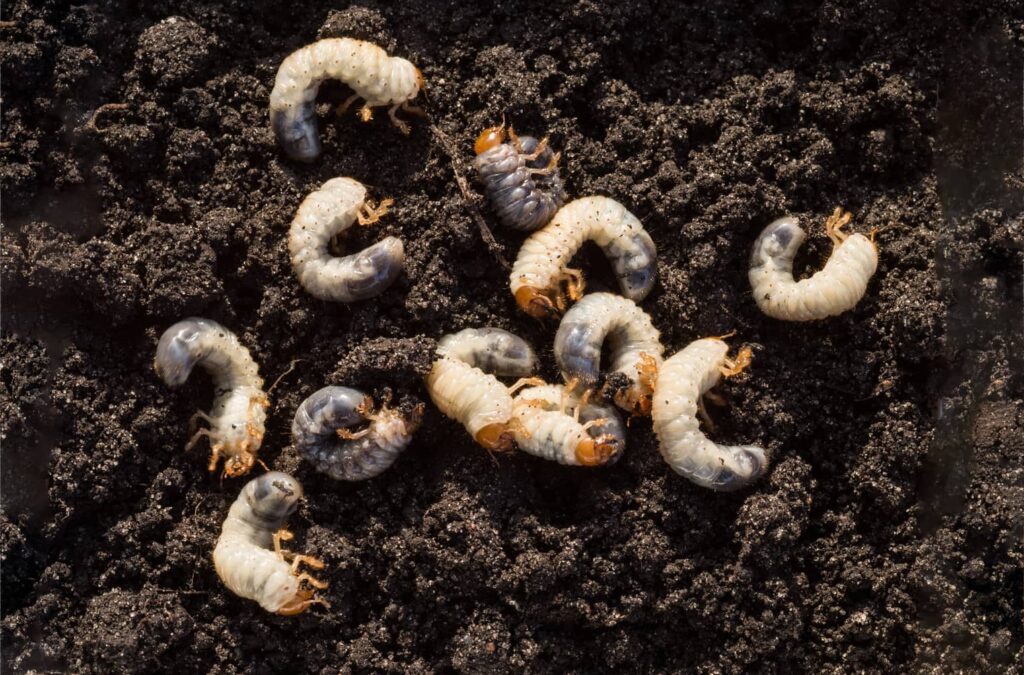 More than 5 grubs is an infestation and can cause a lot of damage.  