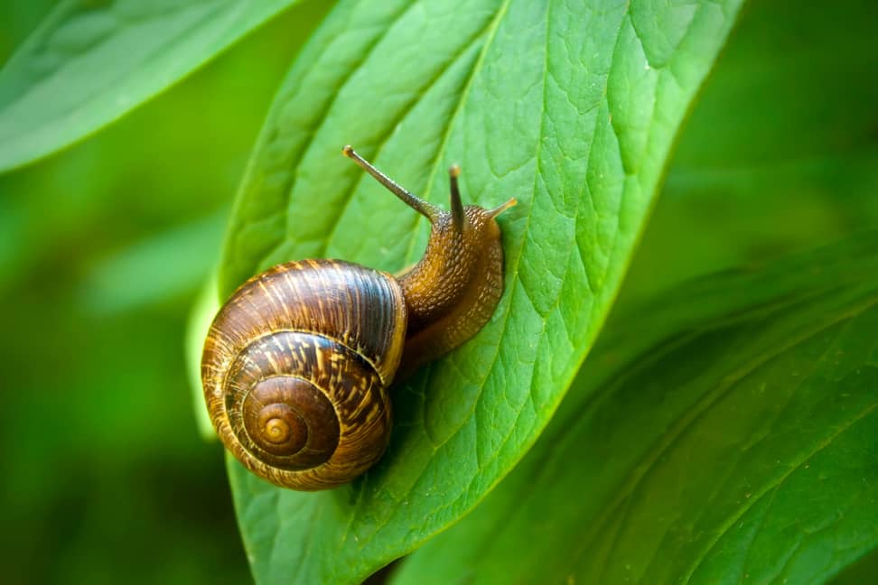 Garden snail is a type of snail.