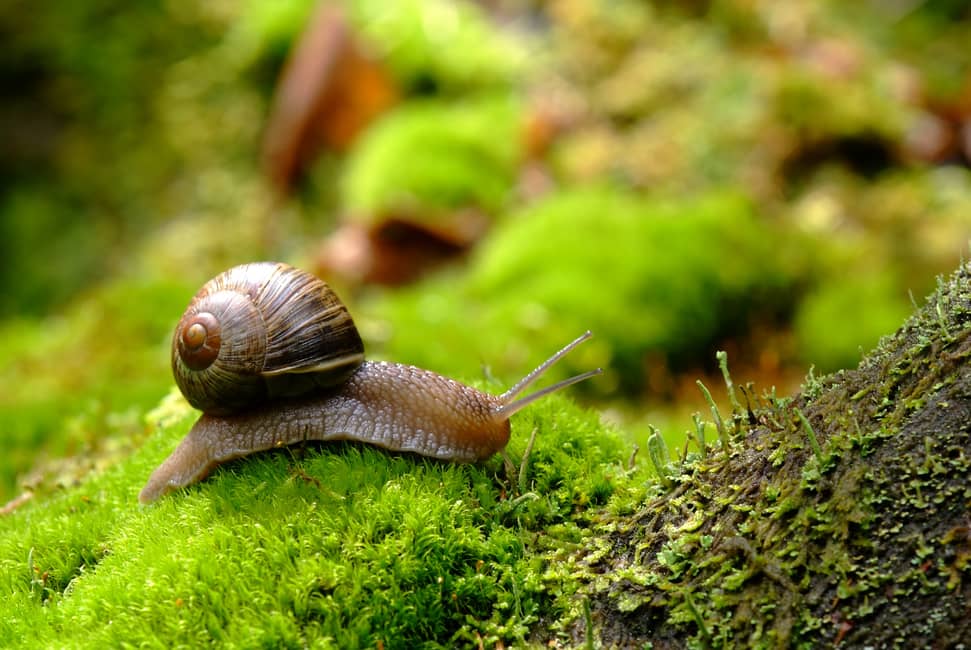 Snail in forest.