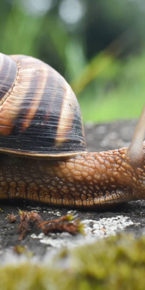 Snails are not insects.