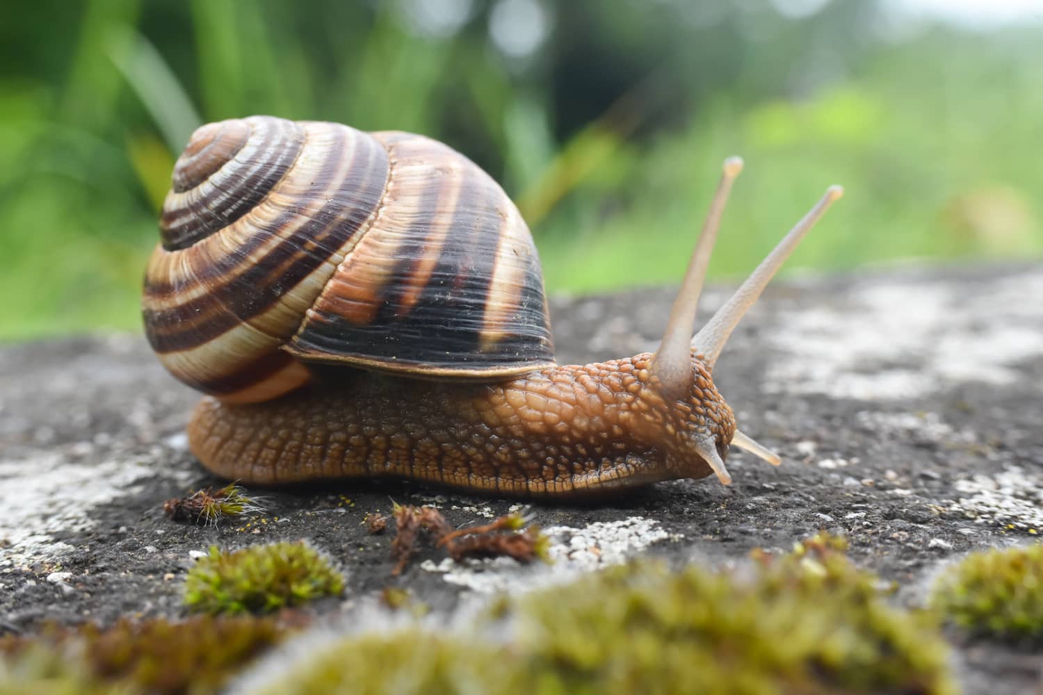 Burgundy Snails