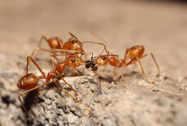 Fire ants have reddish-brown bodies.