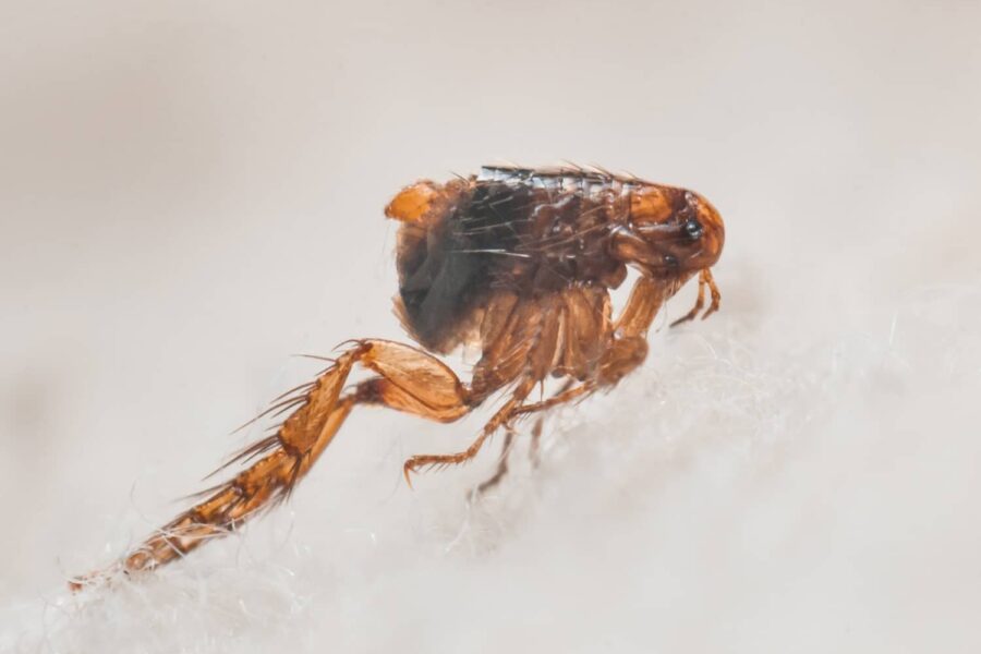 do fleas have wings