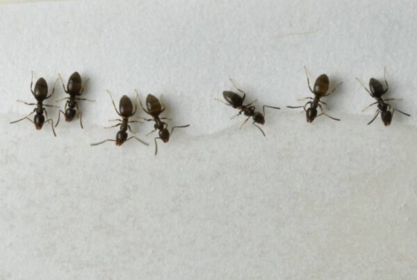 Does Diatomaceous Earth kill ants?