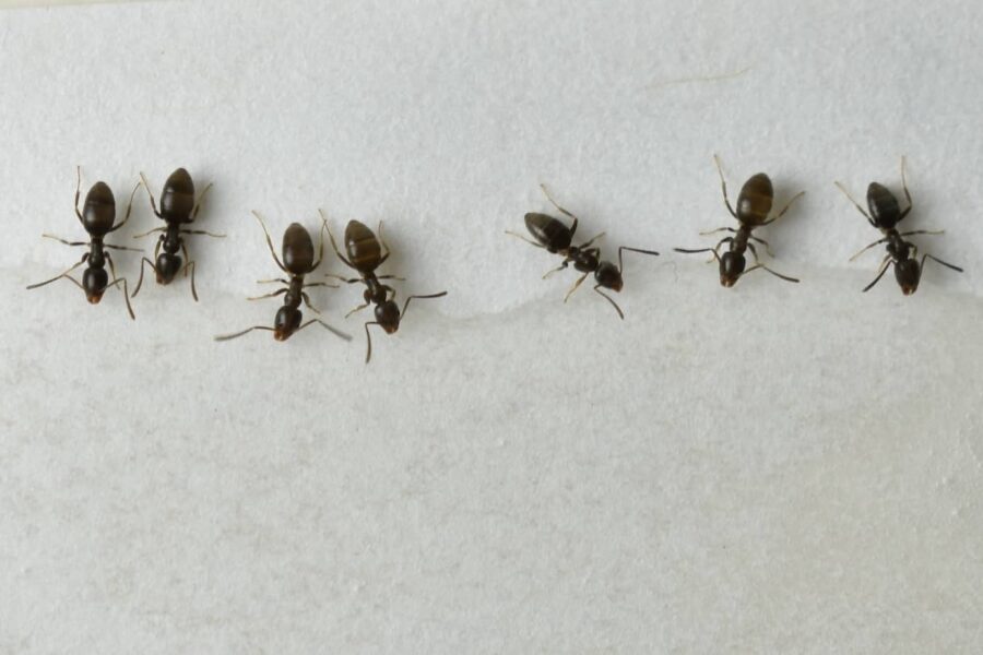 Does Diatomaceous Earth kill ants?