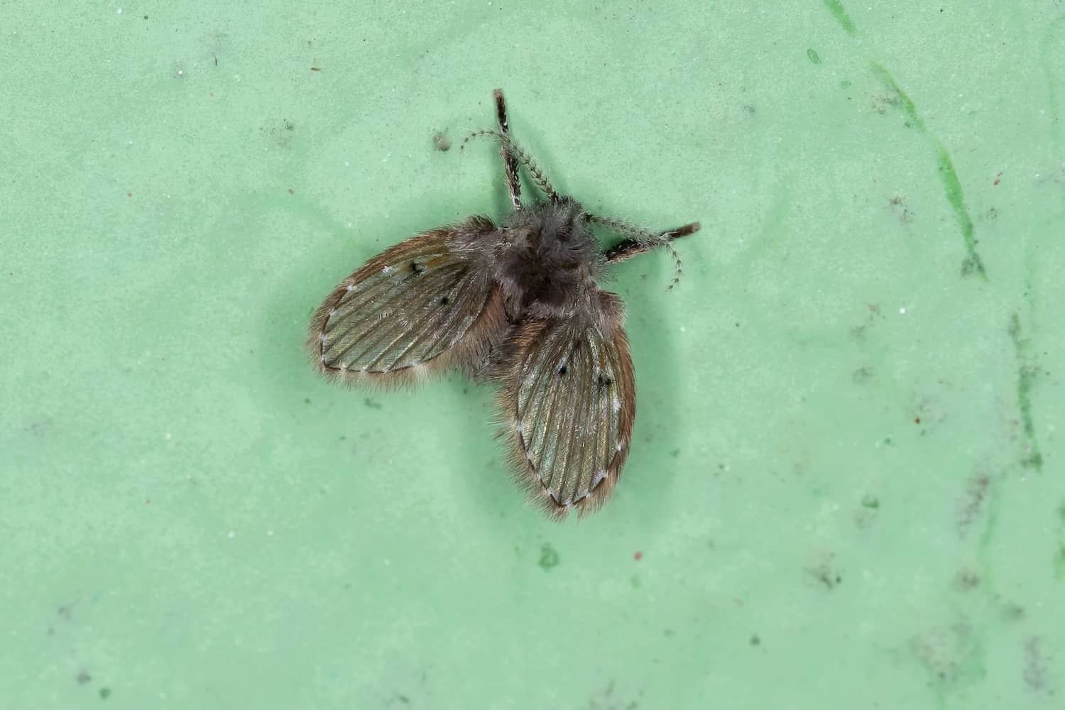 Will Bleach Kill Drain Flies? Honor Services