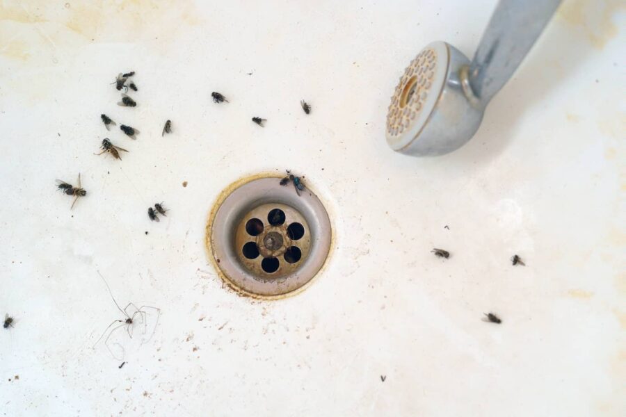 Will bleach kill drain flies?