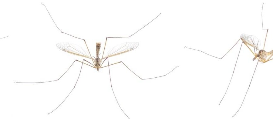 Mosquito eaters