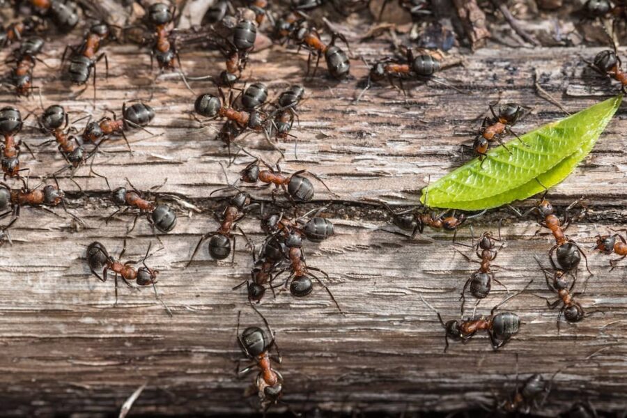What eats ants?