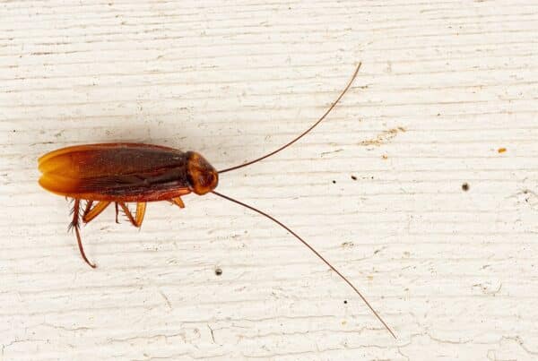 Preventing palmetto bugs