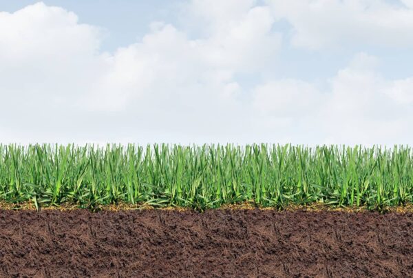 When to overseed your lawn