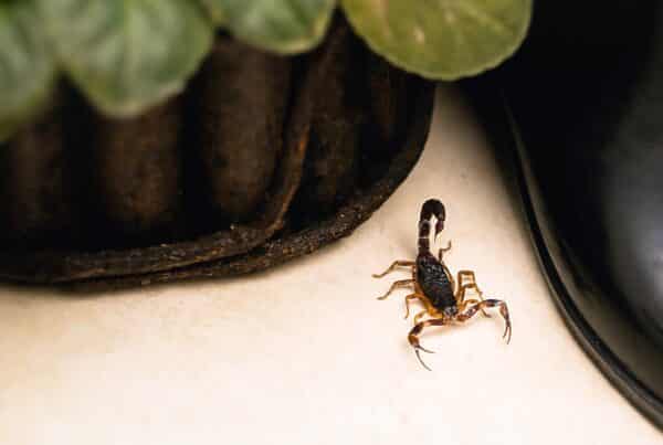 how to get rid of scorpions