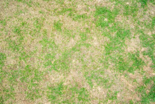 lawn insect control