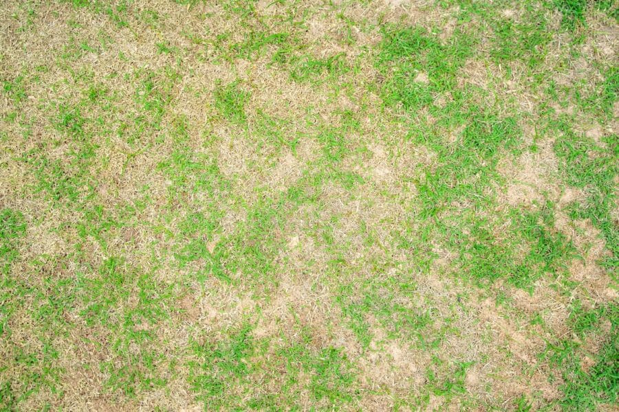 lawn insect control