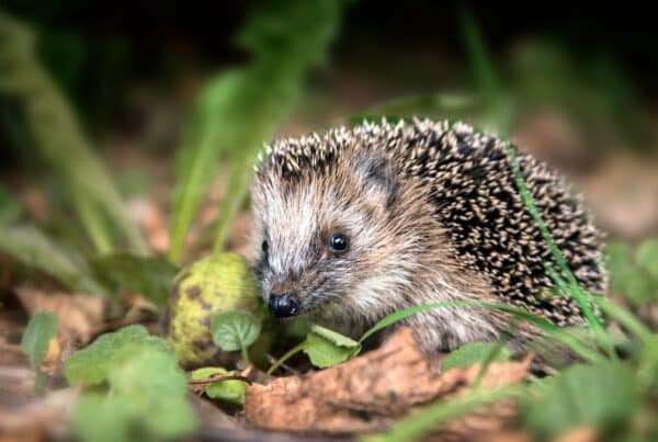 are hedgehogs rodents