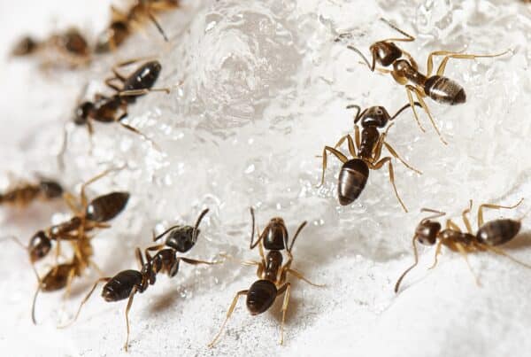 How to Get Rid of Stubborn Sugar Ants Naturally
